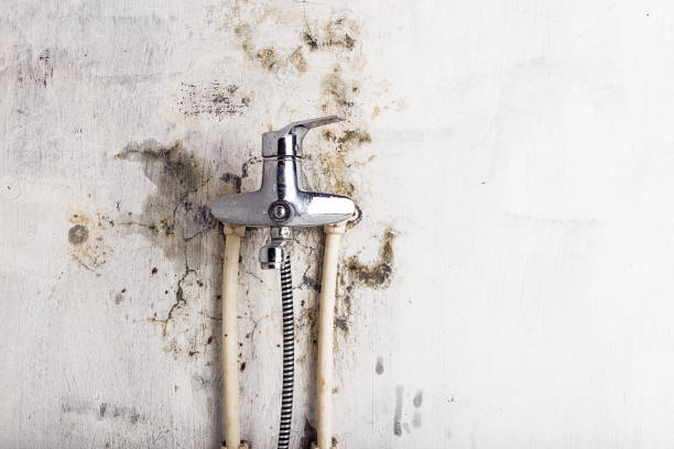 Best Mold Removal Near Me  in Elm Springs, AR