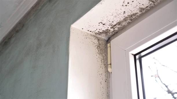 Professional Mold Removal in Elm Springs, AR