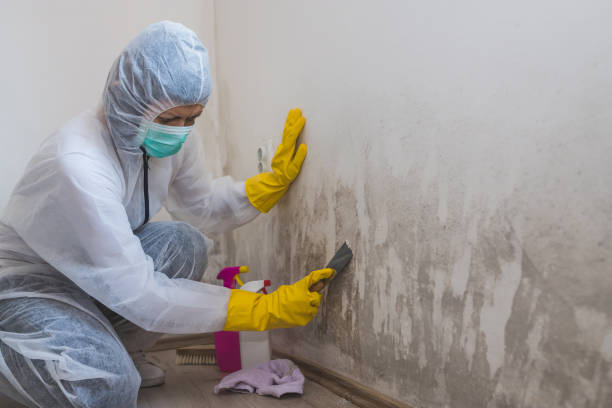 Best Office Mold Removal Services  in Elm Springs, AR
