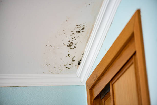 Best Fast Mold Removal  in Elm Springs, AR