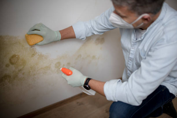 Best Black Mold Removal  in Elm Springs, AR