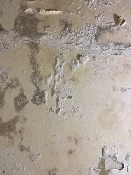 Best Professional Mold Removal  in Elm Springs, AR