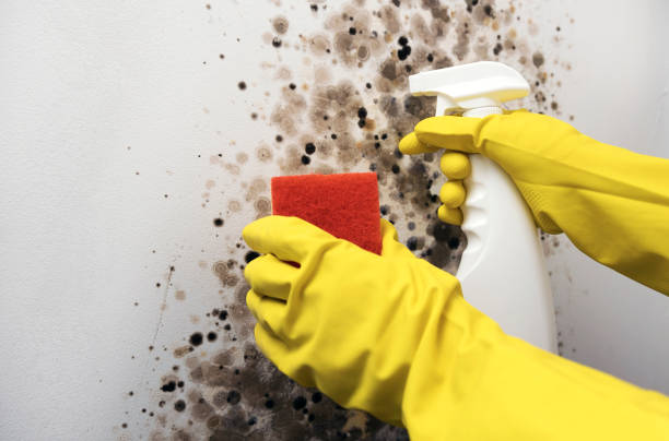 Best Emergency Mold Removal  in Elm Springs, AR