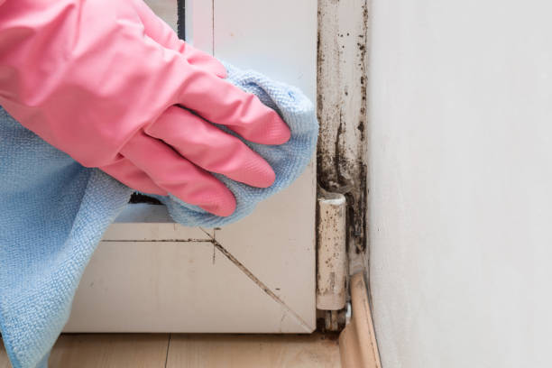 Best Attic Mold Removal  in Elm Springs, AR