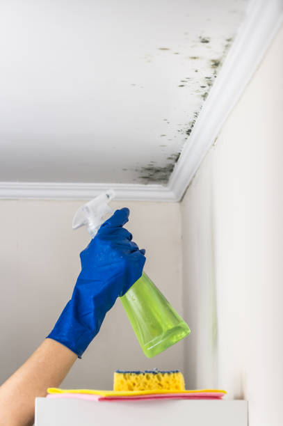 Best Office Mold Removal Services  in Elm Springs, AR